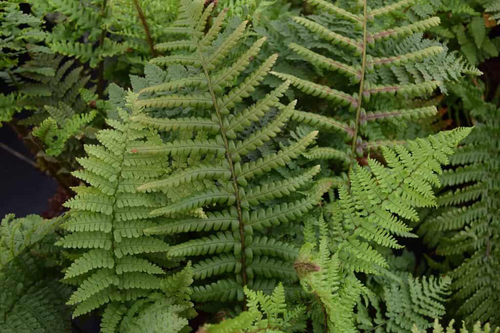 Dryopteris affinis Crispa Group ---
